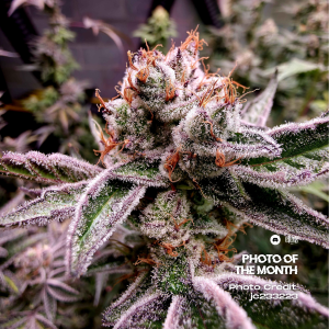 Elev8 Seeds - Grape Zenzu (6 pk)(Fems)