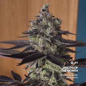 Elev8 Seeds - Permanent Pounder (6 pk)(Fems)