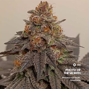 Elev8 Seeds - Strawberry Gambino (6 pk)(Fems)