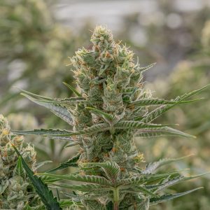 Crockett Family Farms - 24K Gold (6 pk)(Fem)