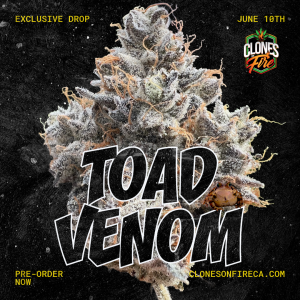 3 Toad Venom Clones (Green Dragon Cut)