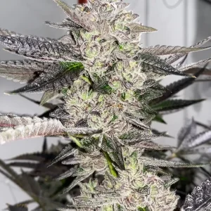 Cipher Genetics - Black Lobster (7 pk) (Fems)
