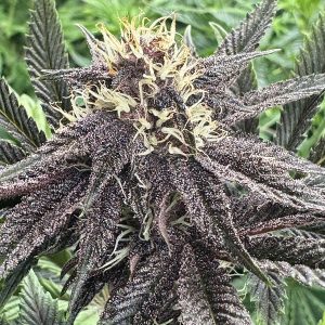 Humboldt Seed Co - Purpz (5 pk)(Fems)