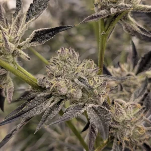 Umami Seed Co - Triple 6 (6 pk)(Fem)