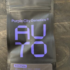 Purple City Genetics - Date Palm (Auto)(3 pk)