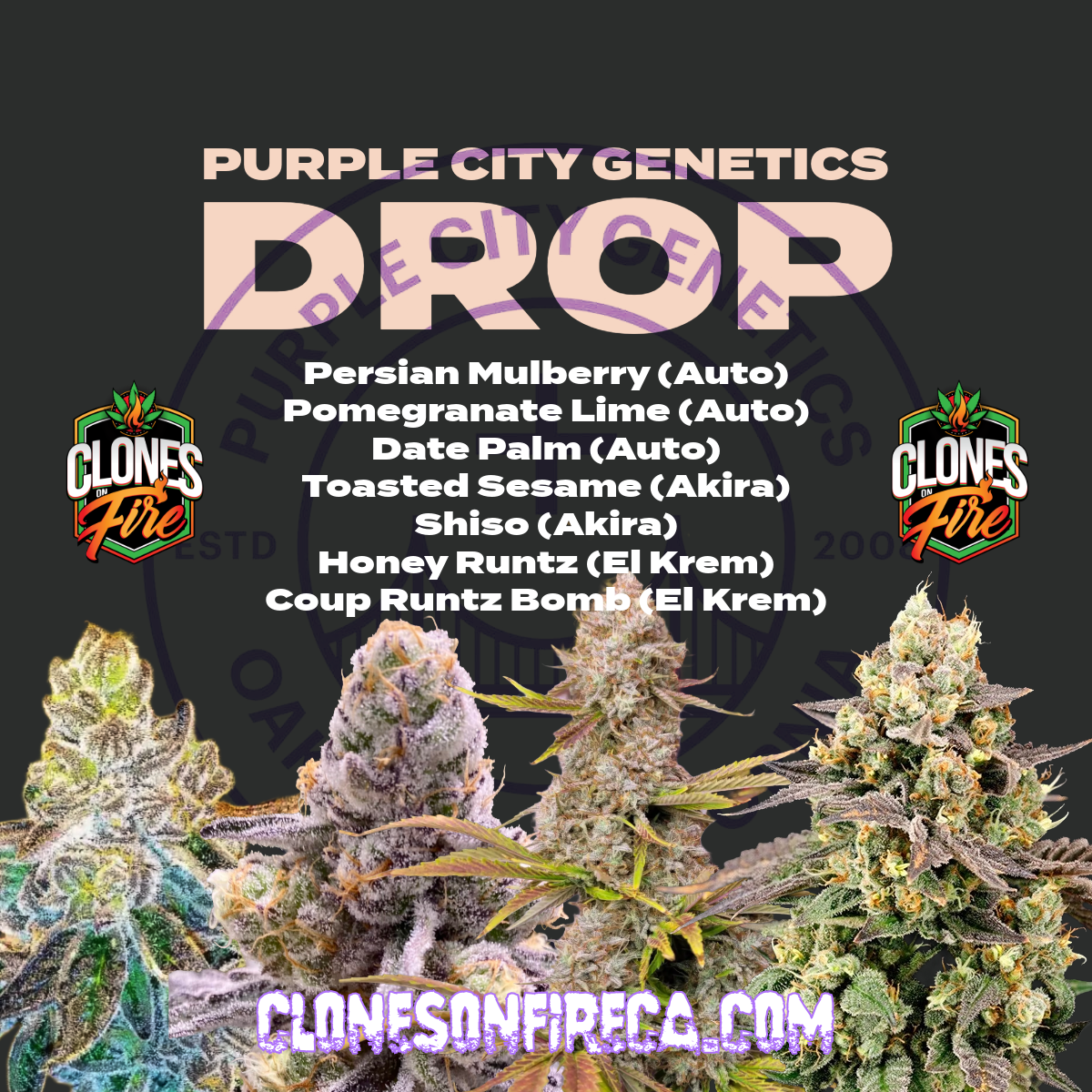 Purple city genetics drop - June 04, 2026 at 10.51.17 (1)