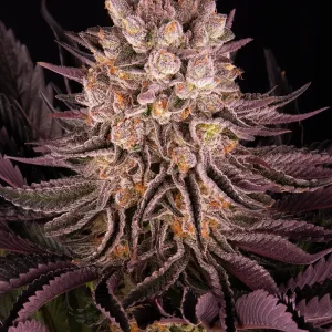 Barney's Farm - Mimosa x Orange Punch (Fems) (5 pk)
