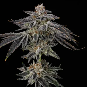 Umami Seed Co - Purple Ink (6 pk) (Fem)