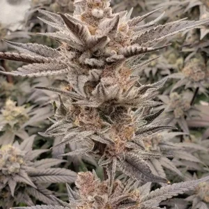 Solfire Gardens - Udder Madness S1 (3 pk) (Fems)