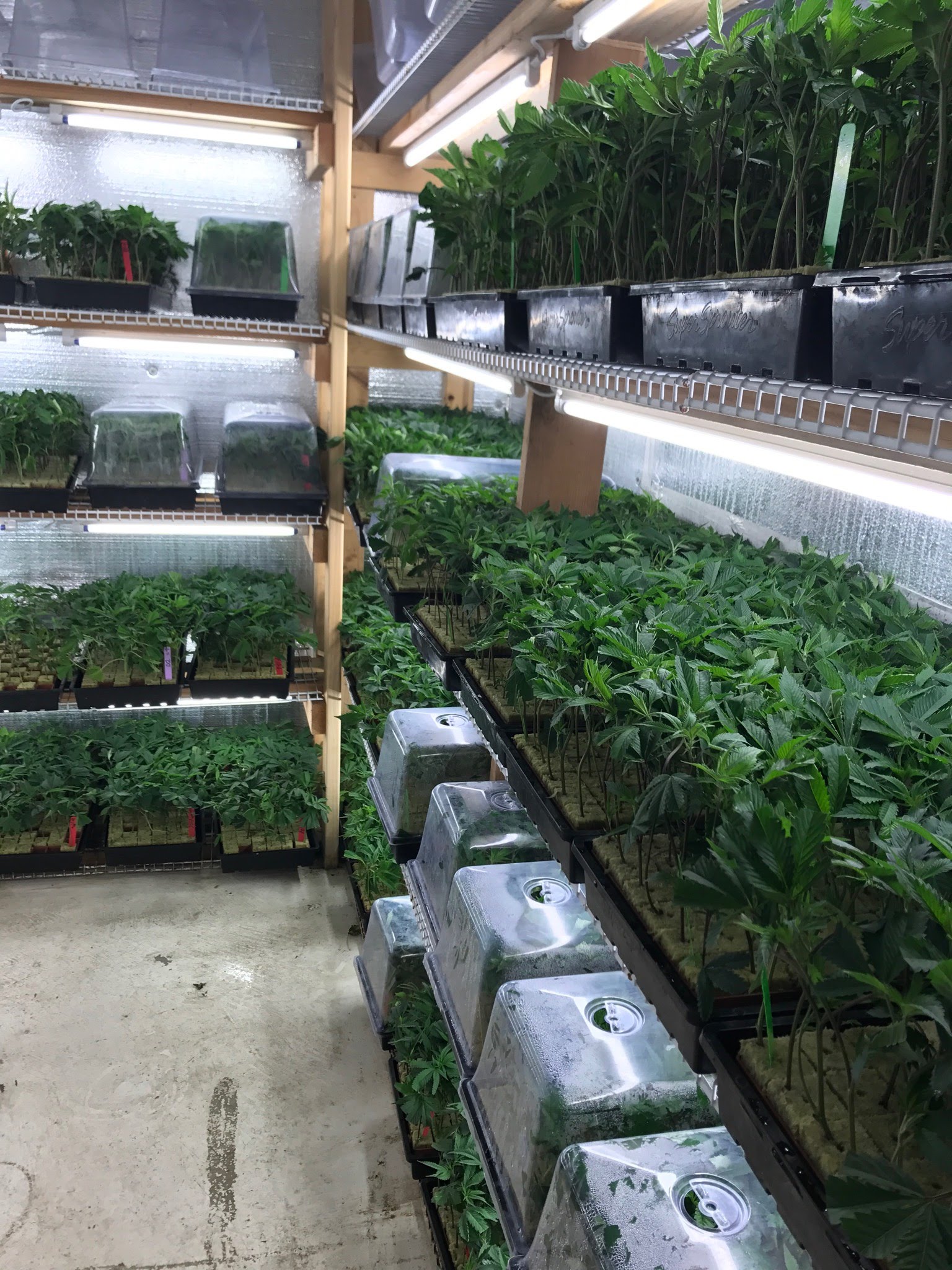 COF Labs Commercial Cultivation Cleanroom Nursery Stock